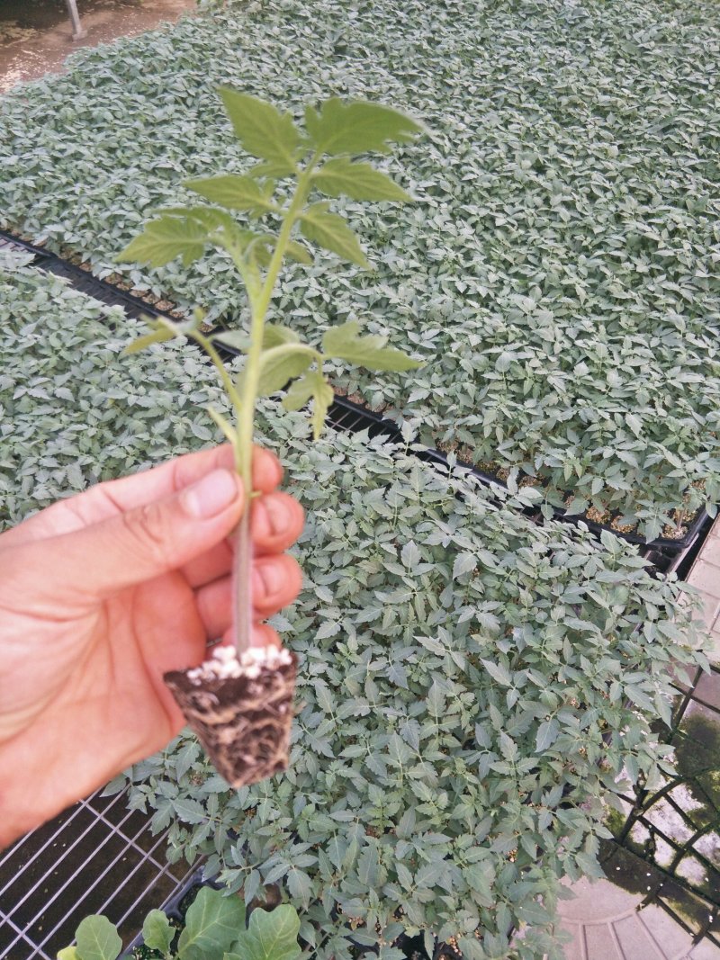供应黄瓜苗西红柿，冰草，丝瓜