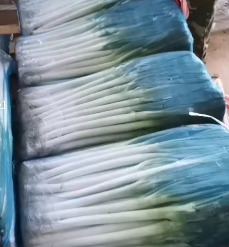 大葱～福建省漳州漳浦县～大葱～全国代发，货源稳定，