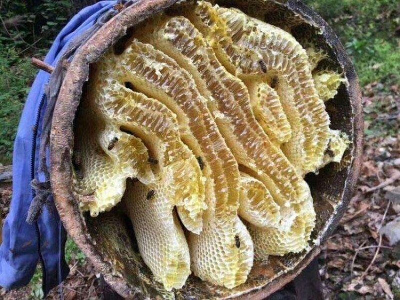 宣汉县巴山大峡谷农家土蜂蜜结晶蜜蜂蜜高山蜂蜜高山蜂蜜