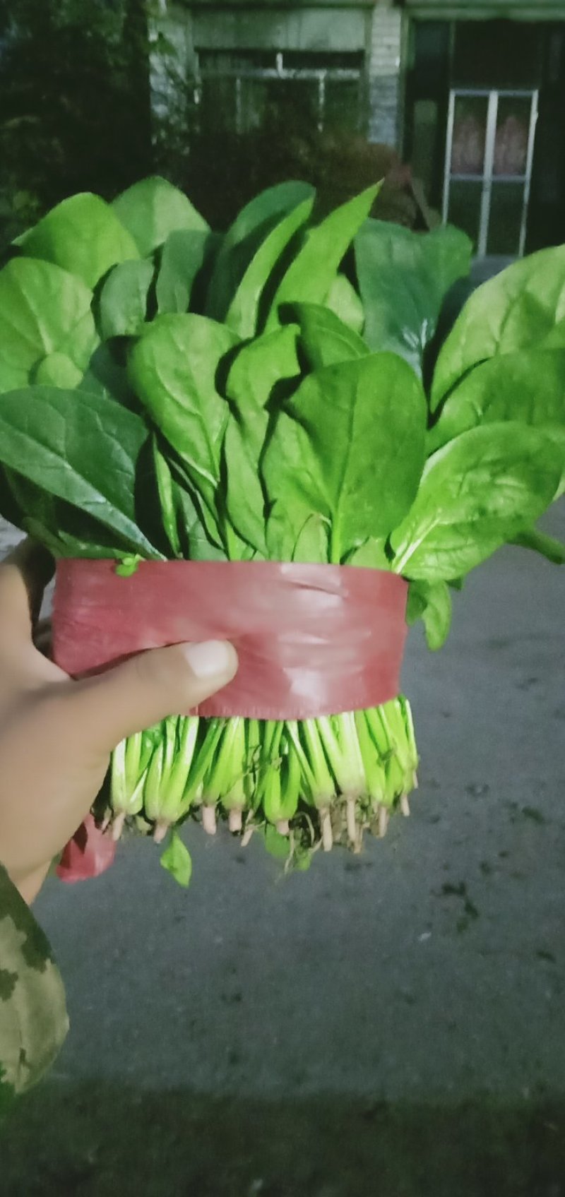 菠菜