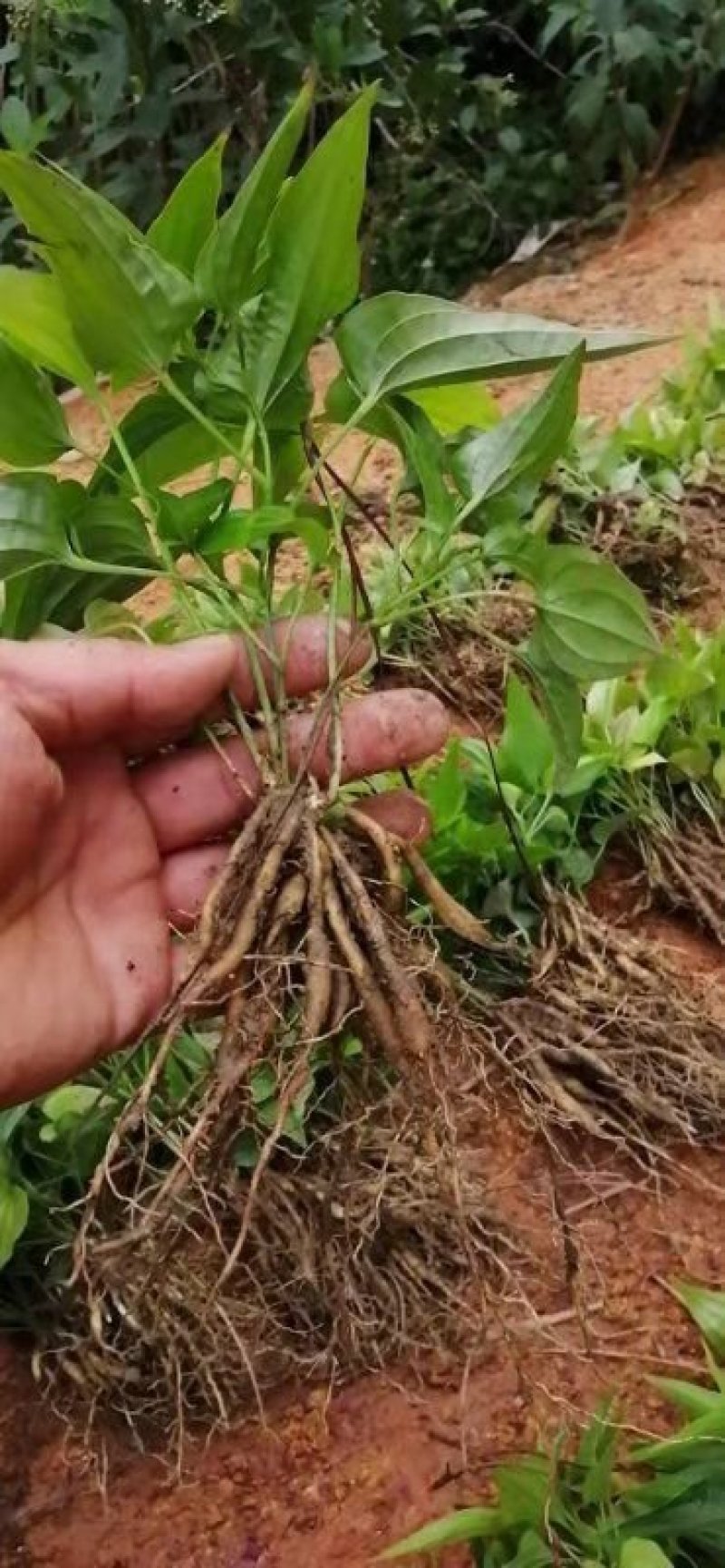 广西红花百部苗，5个薯起苗，基地直供，实格实惠