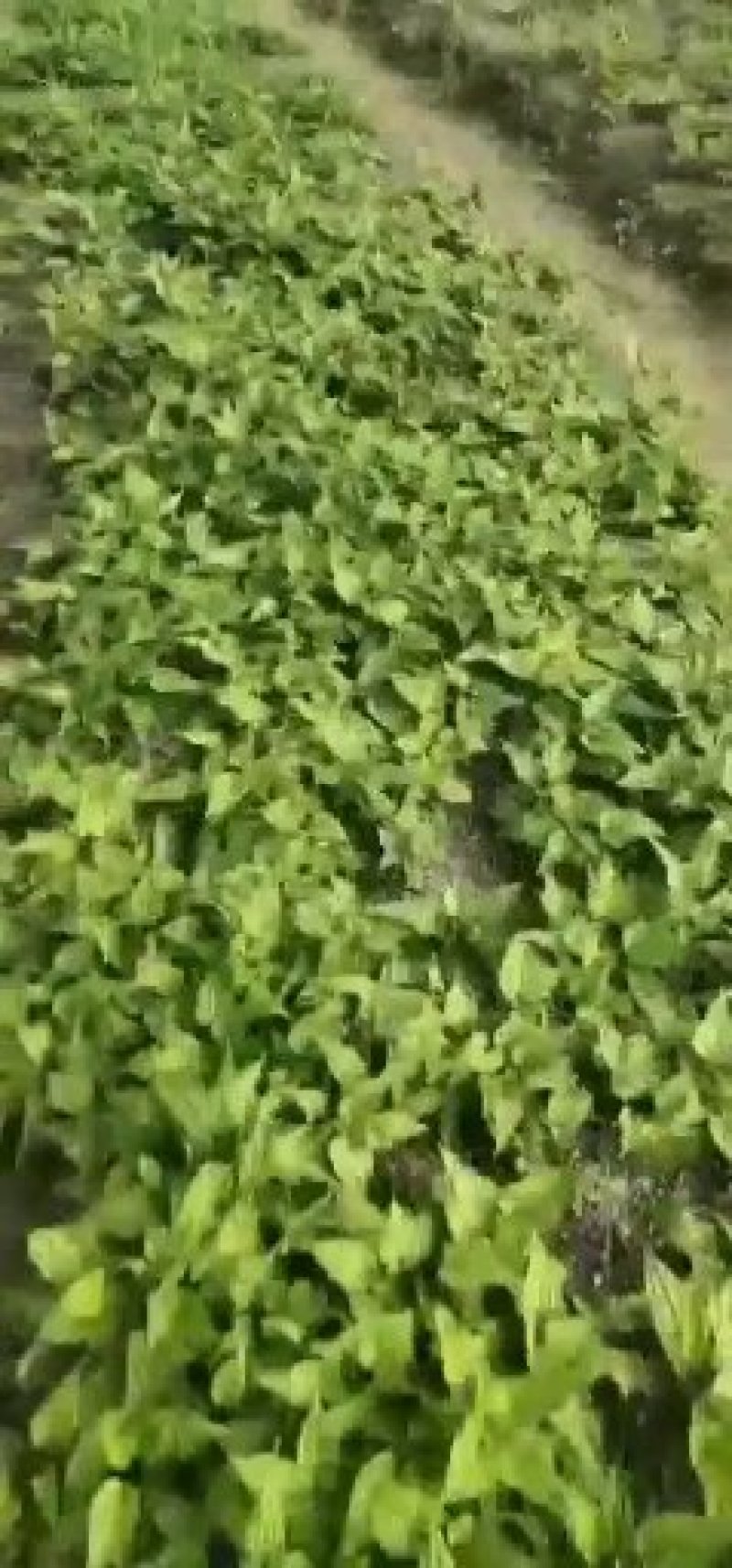 广西红花百部苗，5个薯起苗，基地直供，实格实惠