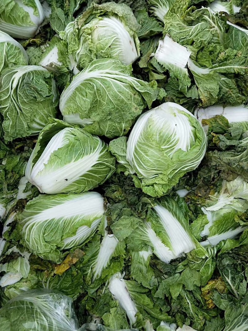 大白菜冷库储存大白菜500吨质量不错欢迎下单