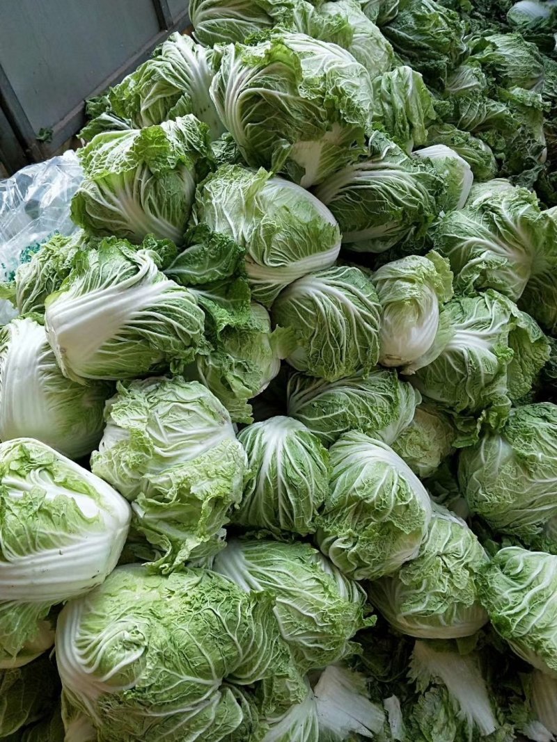 大白菜冷库储存大白菜500吨质量不错欢迎下单