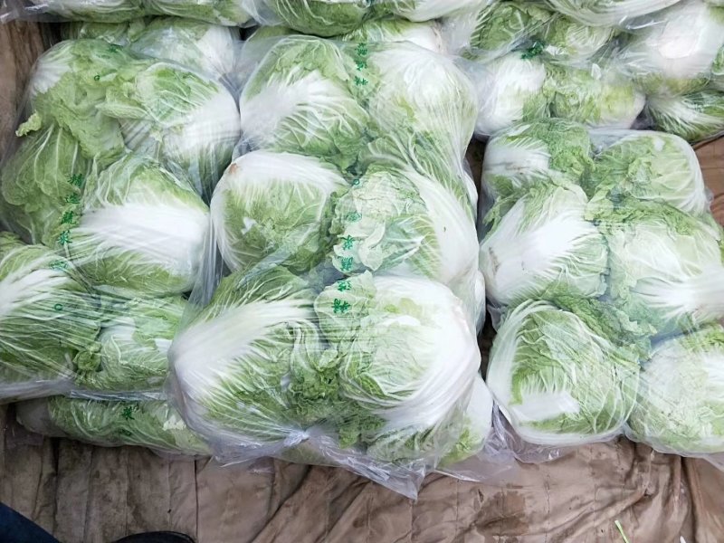 大白菜冷库储存大白菜500吨质量不错欢迎下单