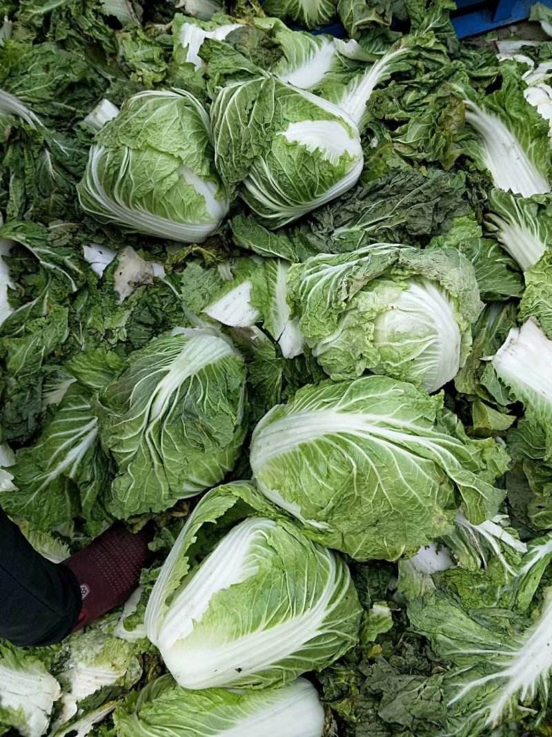 大白菜冷库储存大白菜500吨质量不错欢迎下单