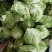 大白菜冷库储存大白菜500吨质量不错欢迎下单