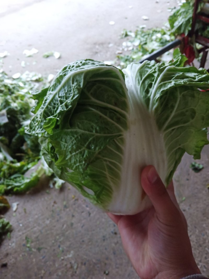新乡小包圆白菜，东京868，各种包装冷库现货