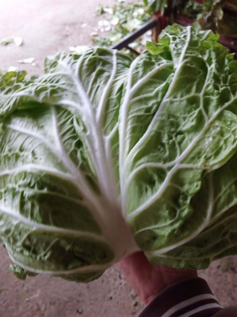 新乡小包圆白菜，东京868，各种包装冷库现货