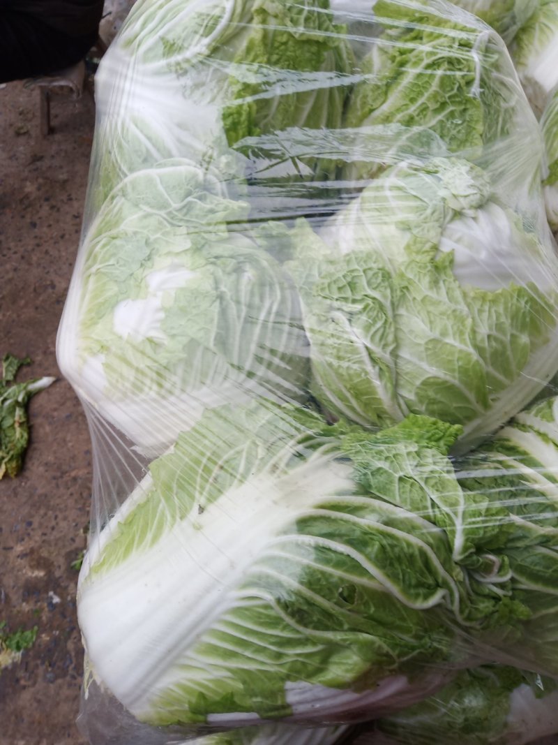 新乡小包圆白菜，东京868，各种包装冷库现货