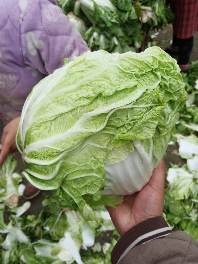 新乡小包圆白菜，东京868，各种包装冷库现货