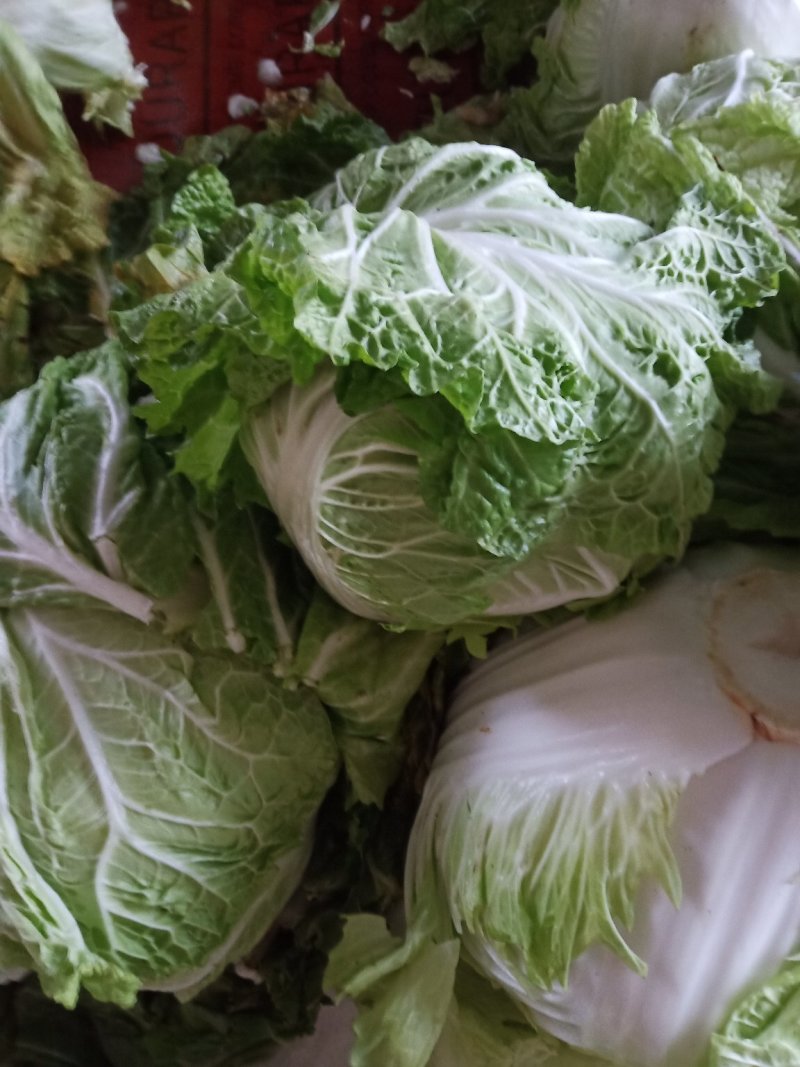新乡小包圆白菜，东京868，各种包装冷库现货