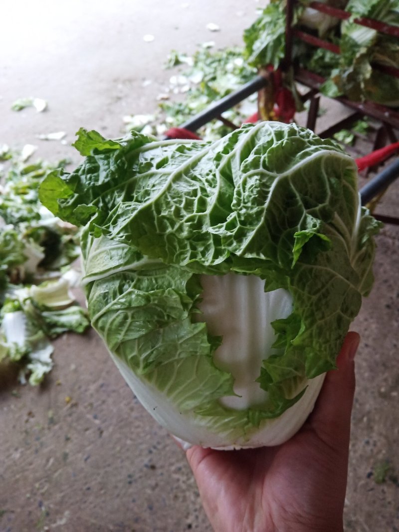 新乡小包圆白菜，东京868，各种包装冷库现货