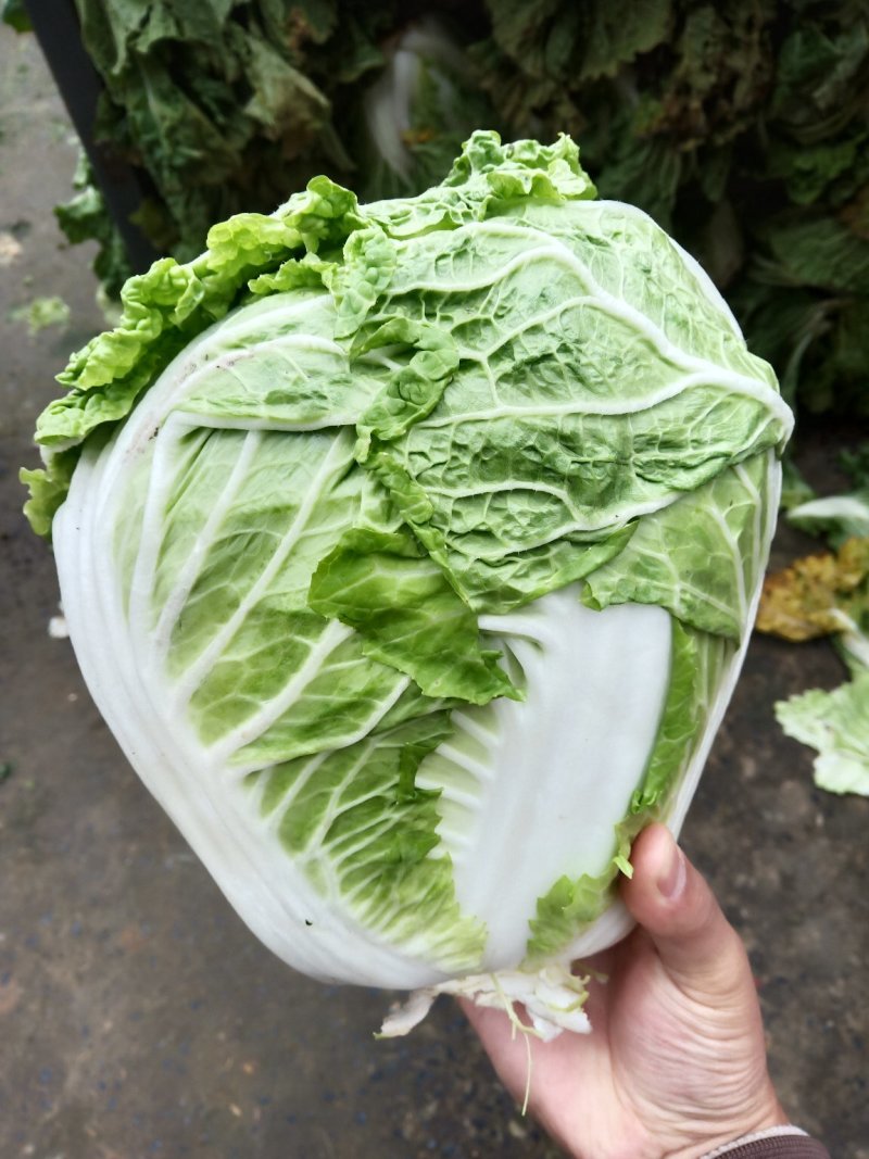 新乡小包圆白菜，东京868，各种包装冷库现货