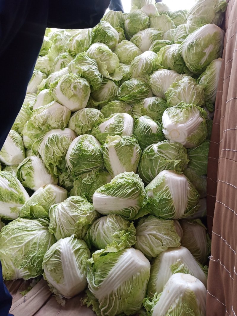 新乡小包圆白菜，东京868，各种包装冷库现货