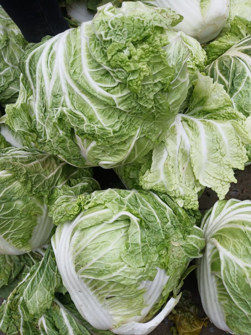 新乡小包圆白菜，东京868，各种包装冷库现货