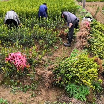 百万销量长林系列原生裸根油茶苗感谢客户们的认可