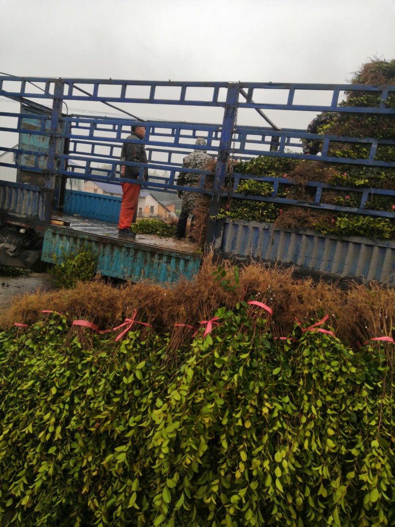 百万销量长林系列原生裸根油茶苗感谢客户们的认可