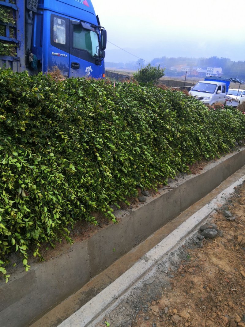 百万销量长林系列原生裸根油茶苗感谢客户们的认可