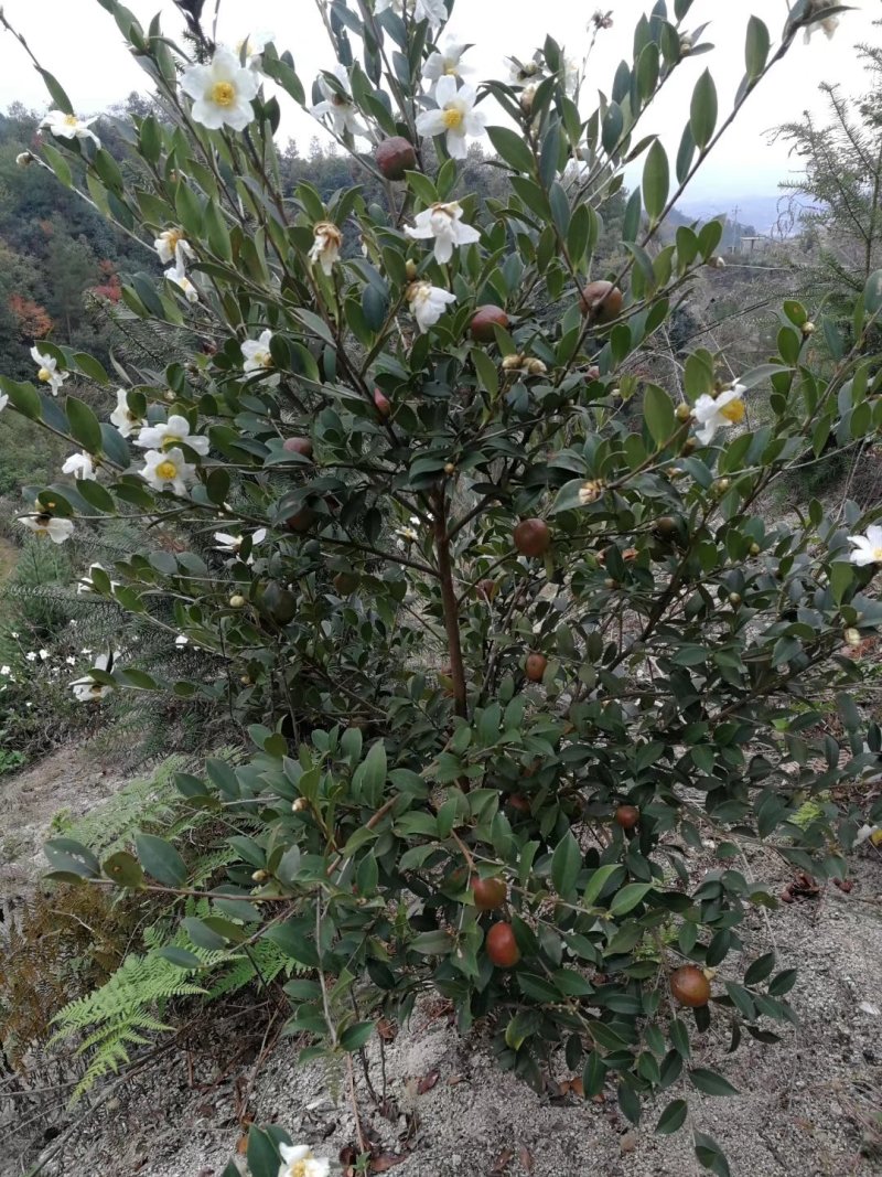 长林系列三年油茶苗50公分到八十公分全国发货