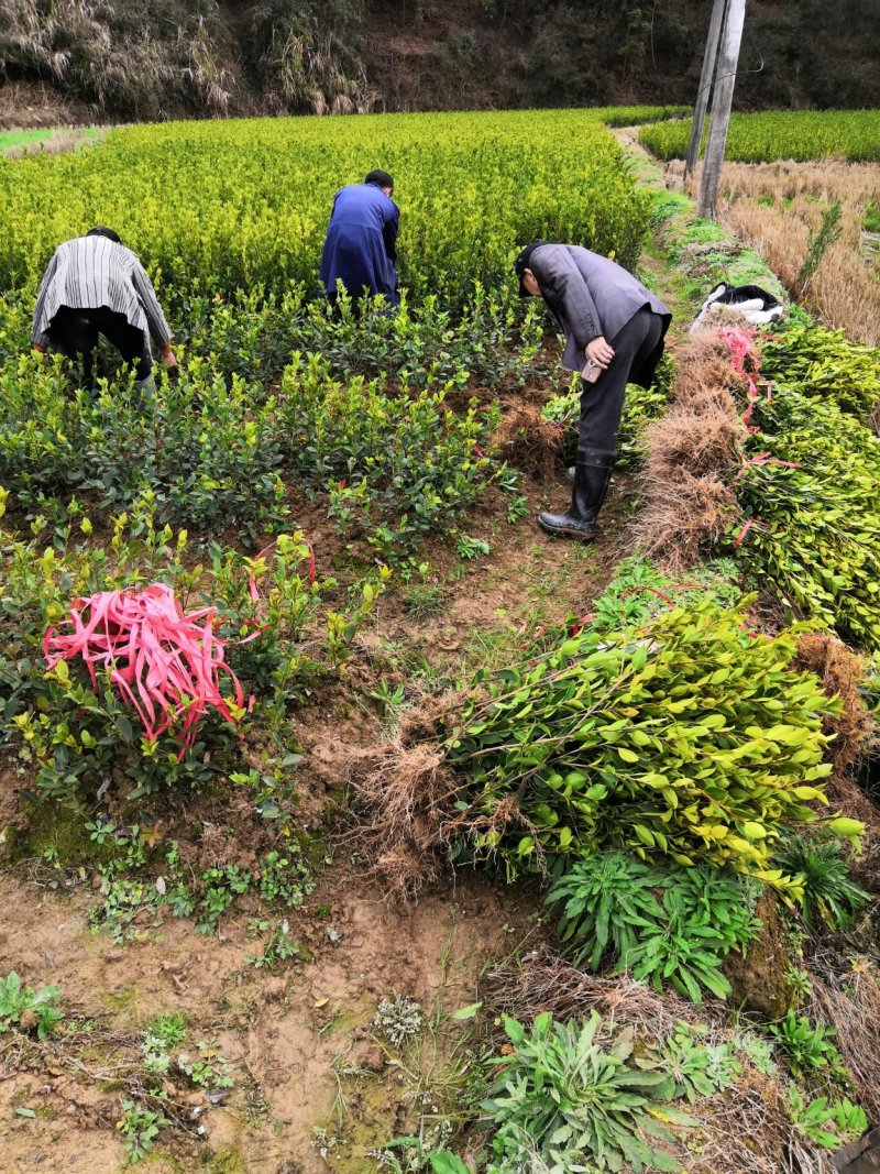长林系列三年油茶苗50公分到八十公分全国发货
