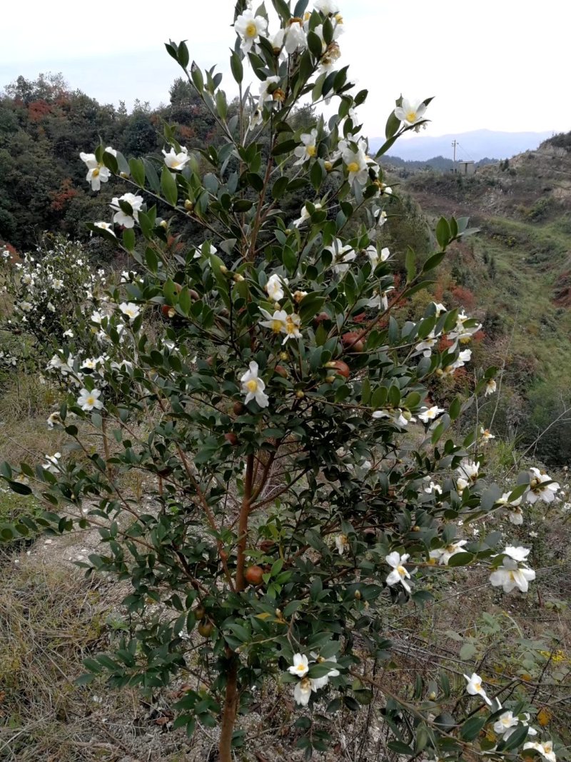 长林系列三年油茶苗50公分到八十公分全国发货
