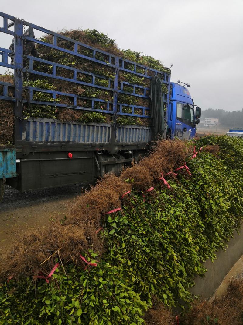 长林系列三年油茶苗50公分到八十公分全国包邮