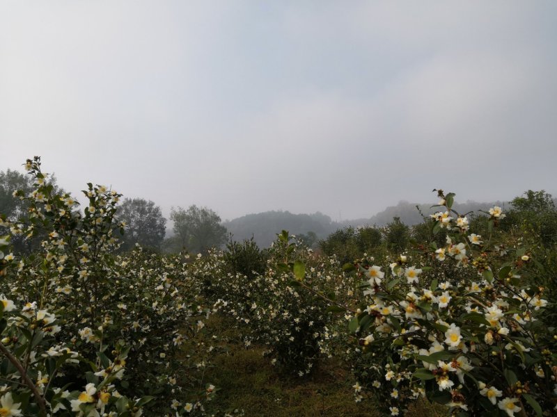 长林系列30公分到90公分浓香型直播裸根油茶苗欢迎选购