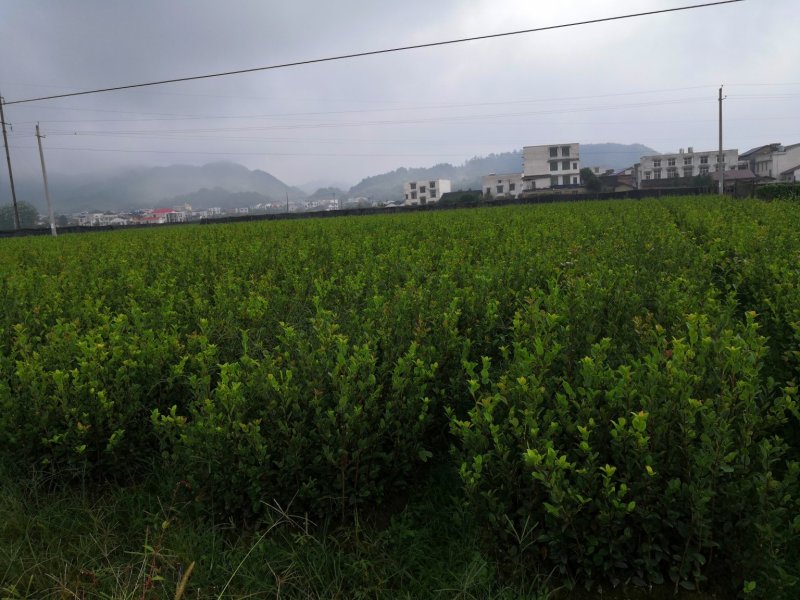 长林系列30公分到90公分浓香型直播裸根油茶苗欢迎选购