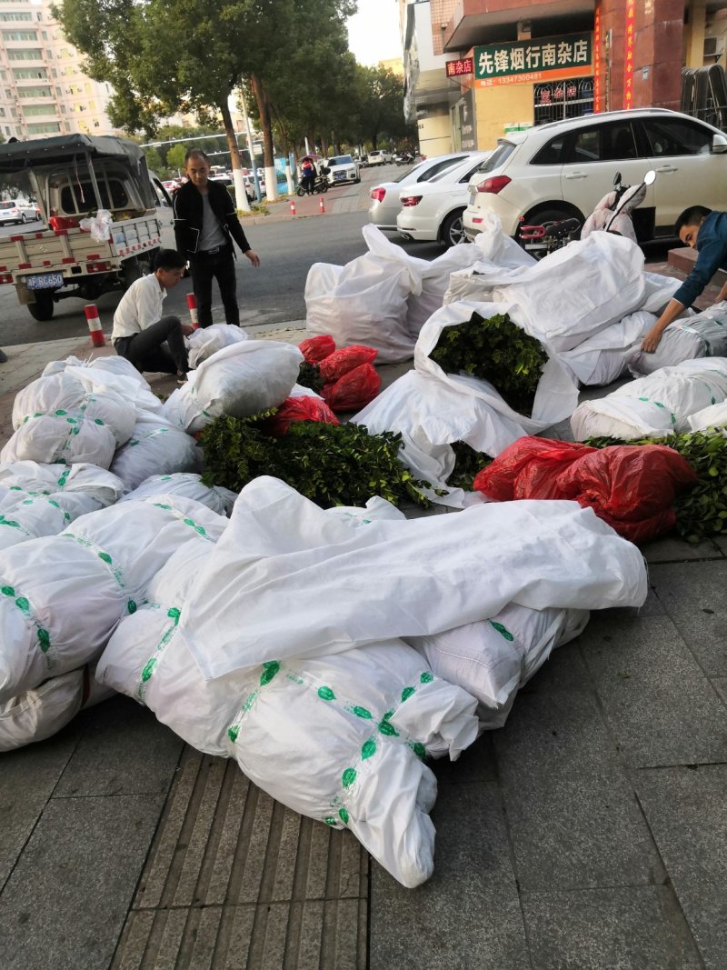 长林系列30公分到90公分浓香型直播裸根油茶苗欢迎选购
