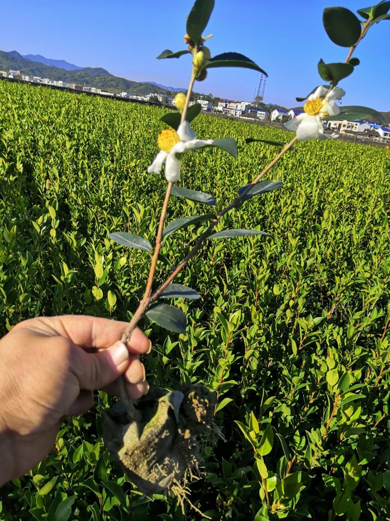 长林系列30公分到90公分浓香型直播裸根油茶苗欢迎选购
