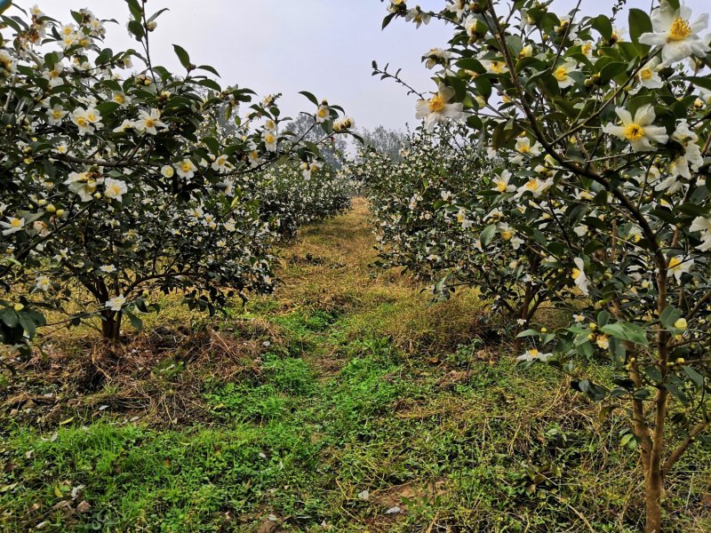 长林系列30公分到90公分浓香型直播裸根油茶苗欢迎选购