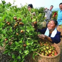 长林系列4号40号53号3号优质高产嫁接油茶苗可长期供应