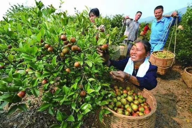 长林系列4号40号53号3号优质高产嫁接油茶苗可长期供应