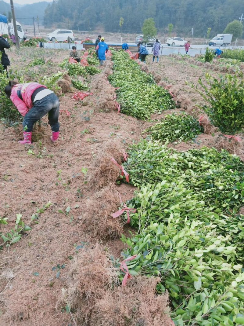 长林系列4号40号53号3号优质高产嫁接油茶苗可长期供应