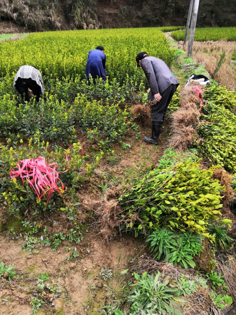 长林系列4号40号53号3号优质高产嫁接油茶苗可长期供应