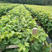 阳光玫瑰葡萄苗高产品种果实耐储存甜度高保证纯度