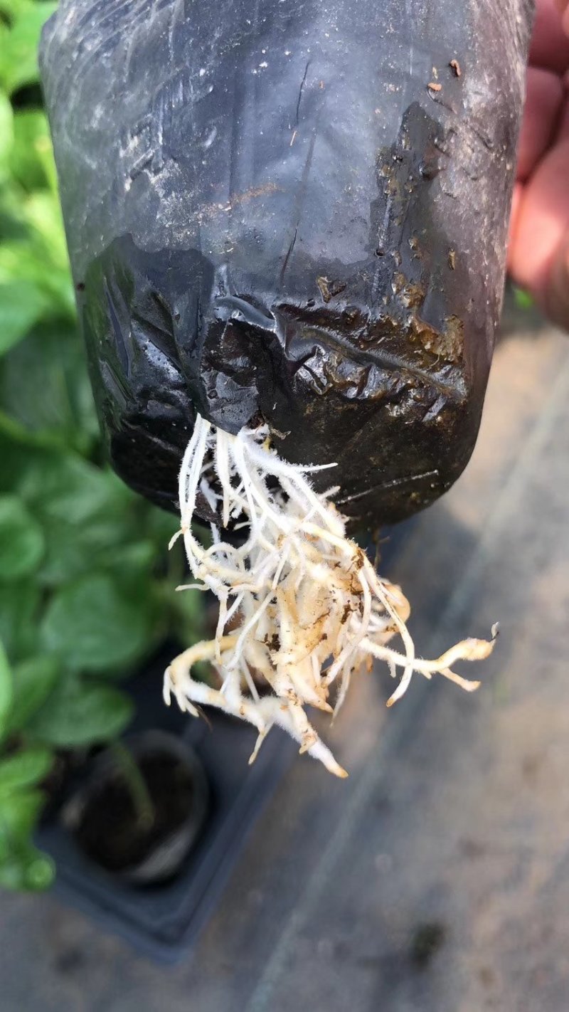 优质黄金百香果，台农扦插苗，嫁接苗，成活率高，基地直发
