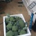 优质西兰花大量上市品种好价格低廉耐寒菜品西兰花