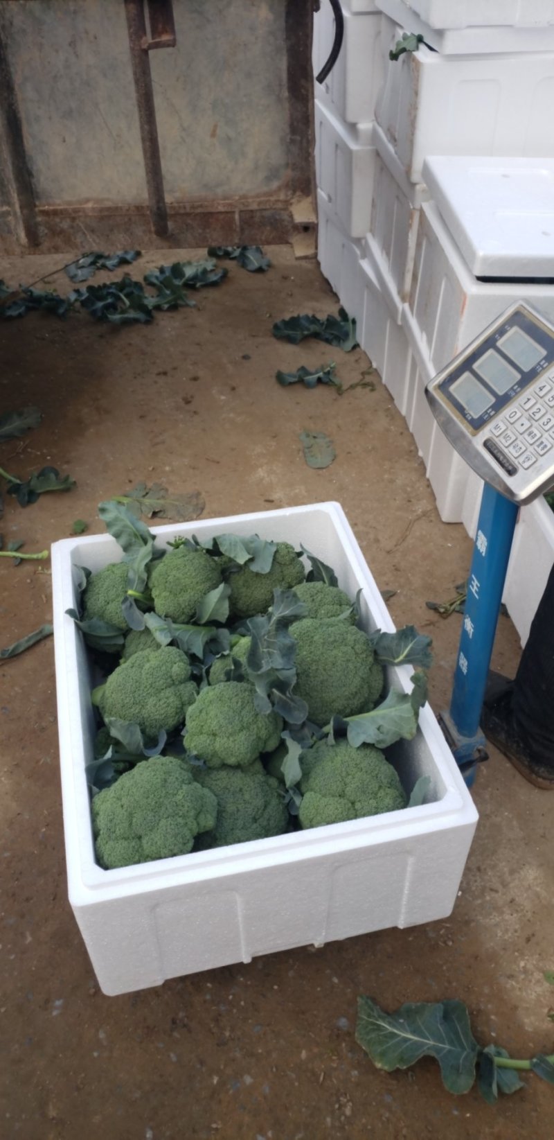 优质西兰花大量上市品种好价格低廉耐寒菜品西兰花