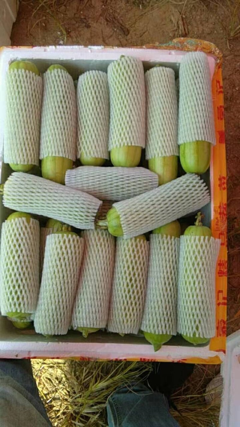 白丝瓜～广东基地反季节种植，一年四季都可以供货