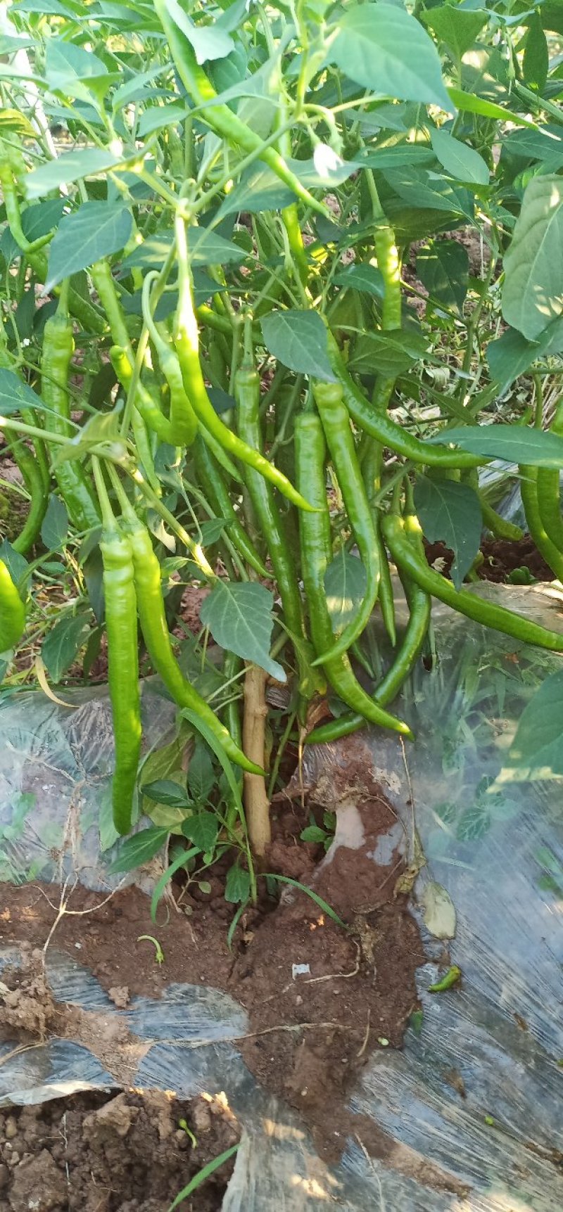 尖椒苗批发各种蔬菜苗盘赶场卖保证质量