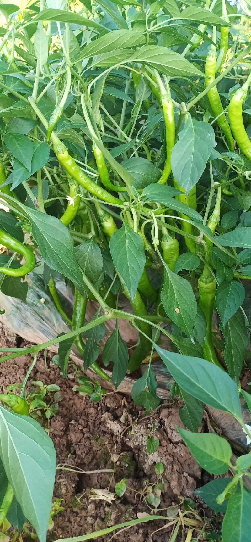尖椒苗批发各种蔬菜苗盘赶场卖保证质量