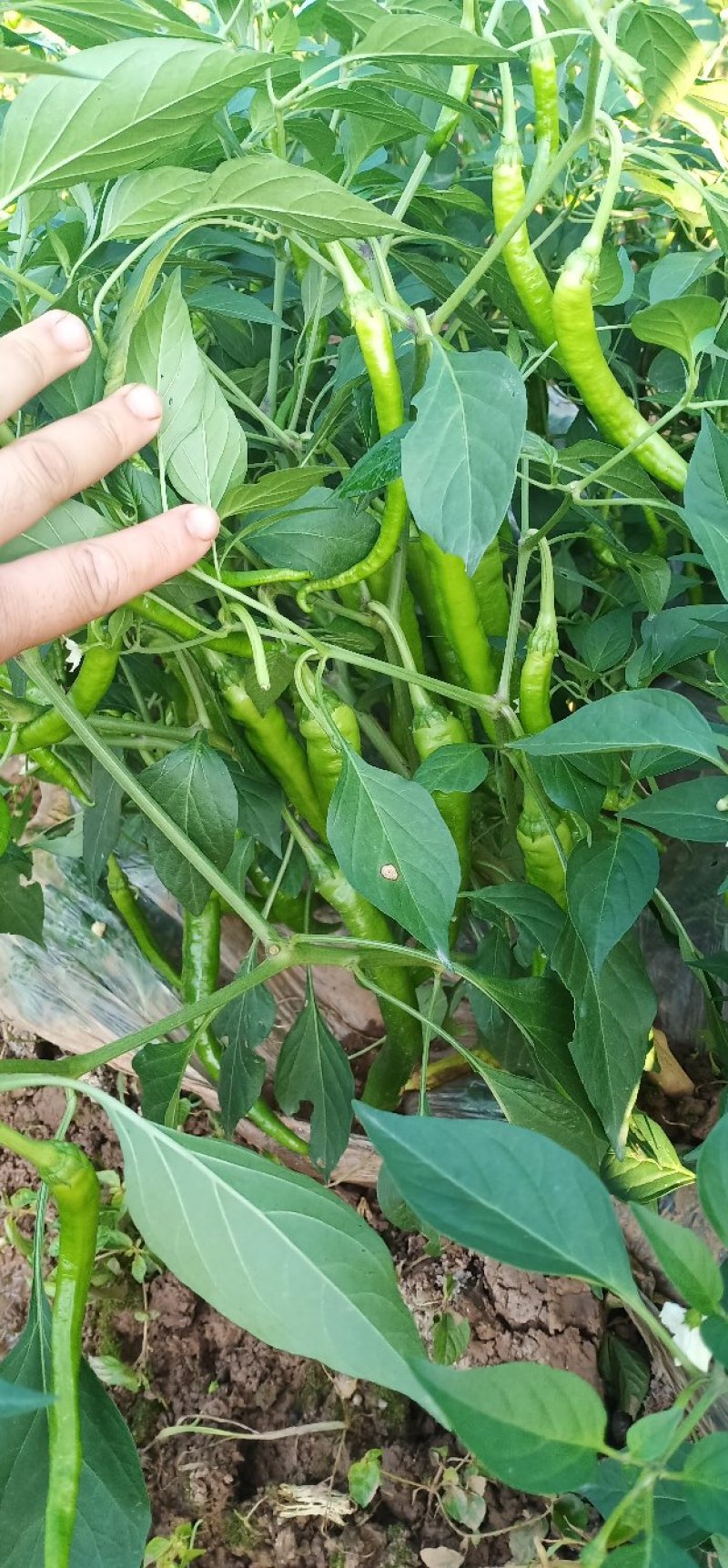 尖椒苗批发各种蔬菜苗盘赶场卖保证质量