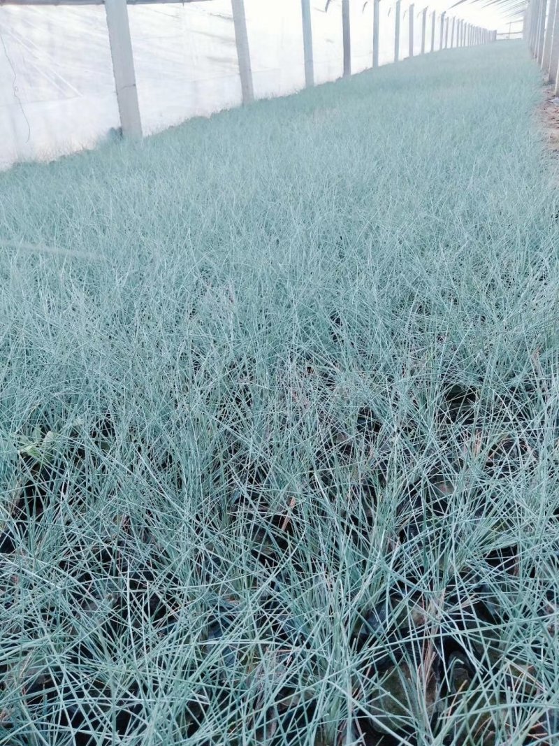 蓝羊矛蓝羊茅兰羊矛蓝羊毛基地直供一手货源