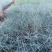蓝羊矛蓝羊茅兰羊矛蓝羊毛基地直供一手货源