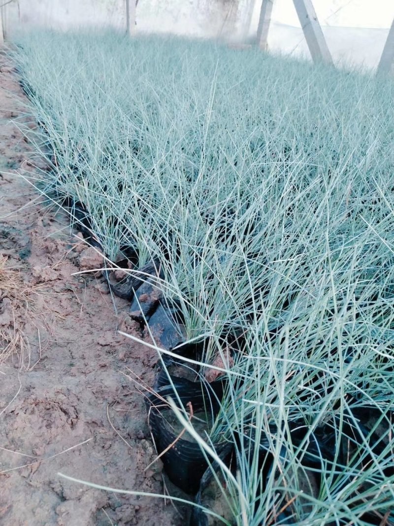 蓝羊矛蓝羊茅兰羊矛蓝羊毛基地直供一手货源