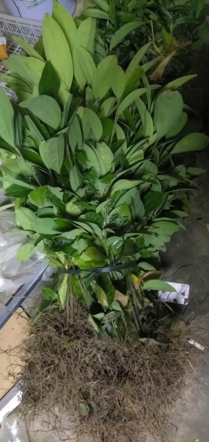 桂苗，肉桂苗，广东郁南