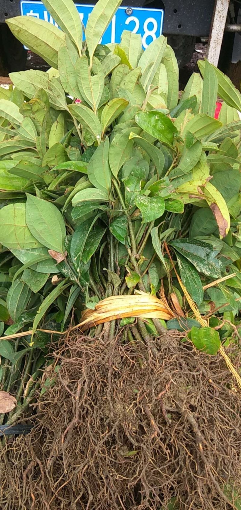 桂苗，肉桂苗，广东郁南