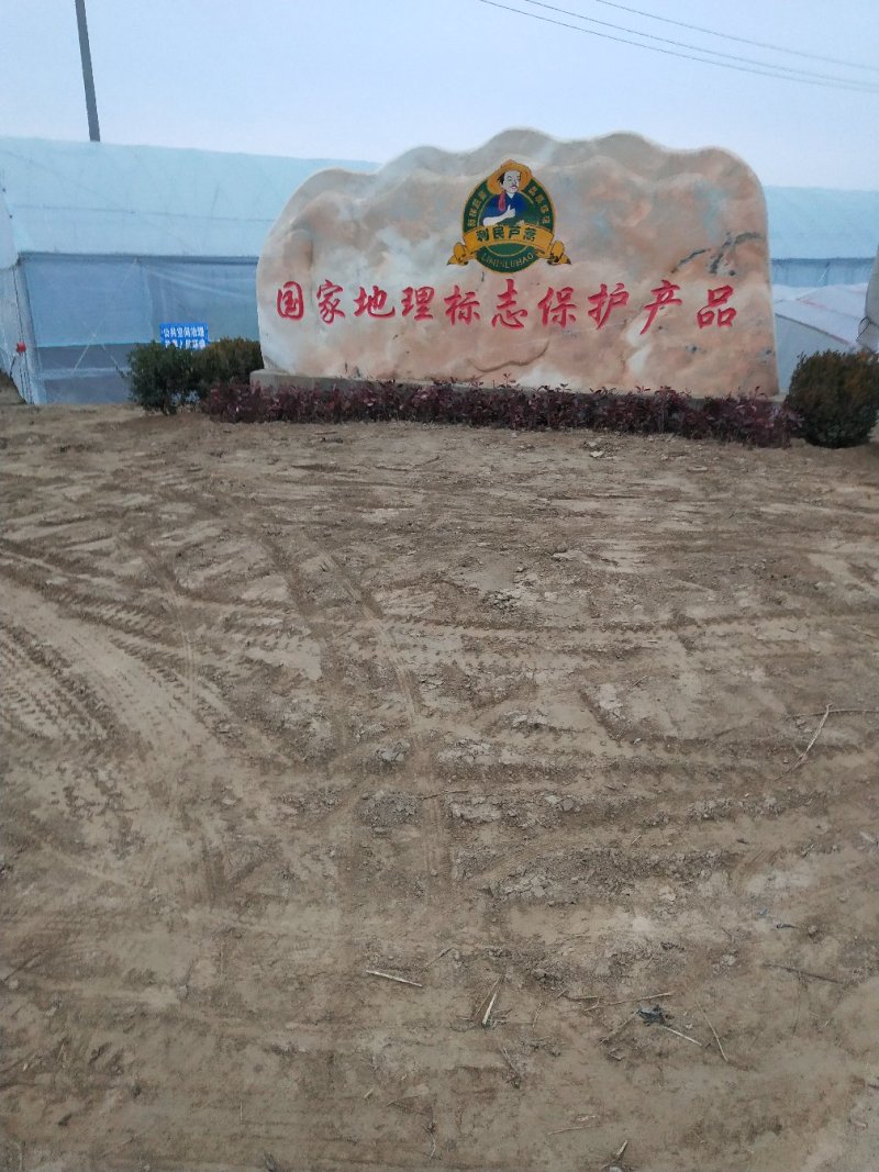 利民芦蒿
